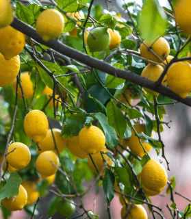 Citrus × limon 'Four Seasons'